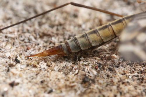 Réf. 301 959 : Tipula winthemi